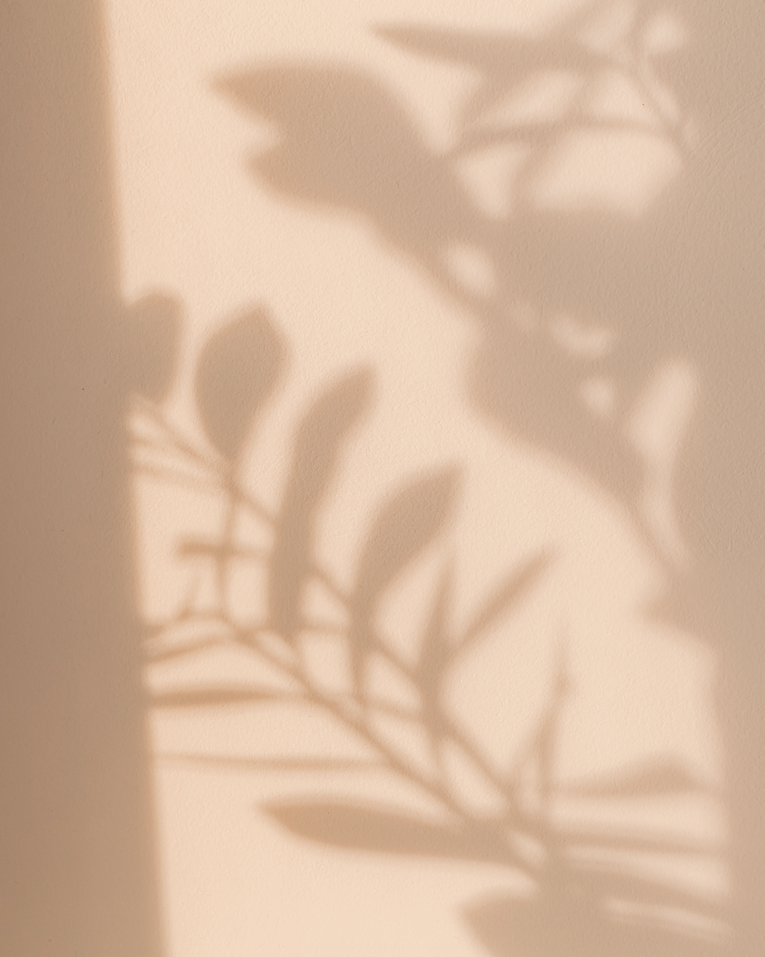 Ombre d'une feuille de plante projetée sur un mur beige.