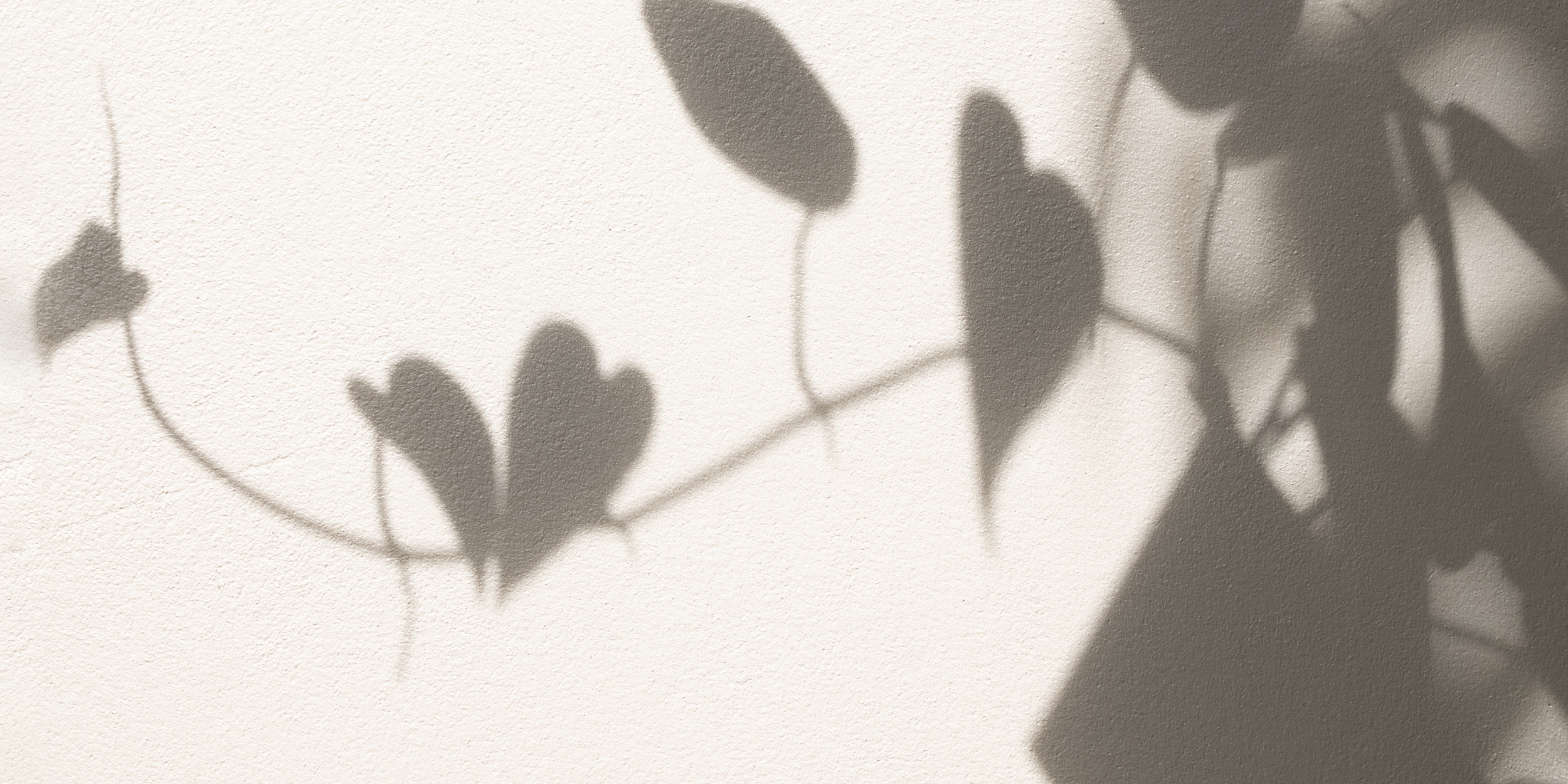 Ombres de feuilles sur un mur blanc.