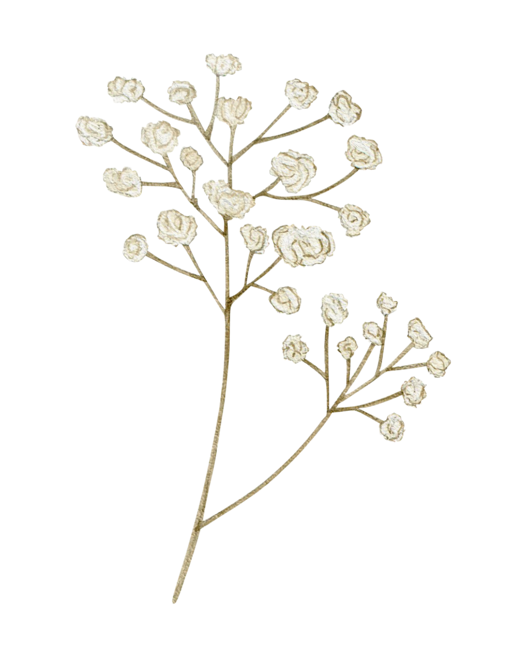 Une branche d'arbre ou de plante avec des fleurs blanches ou crème, dans un vase.