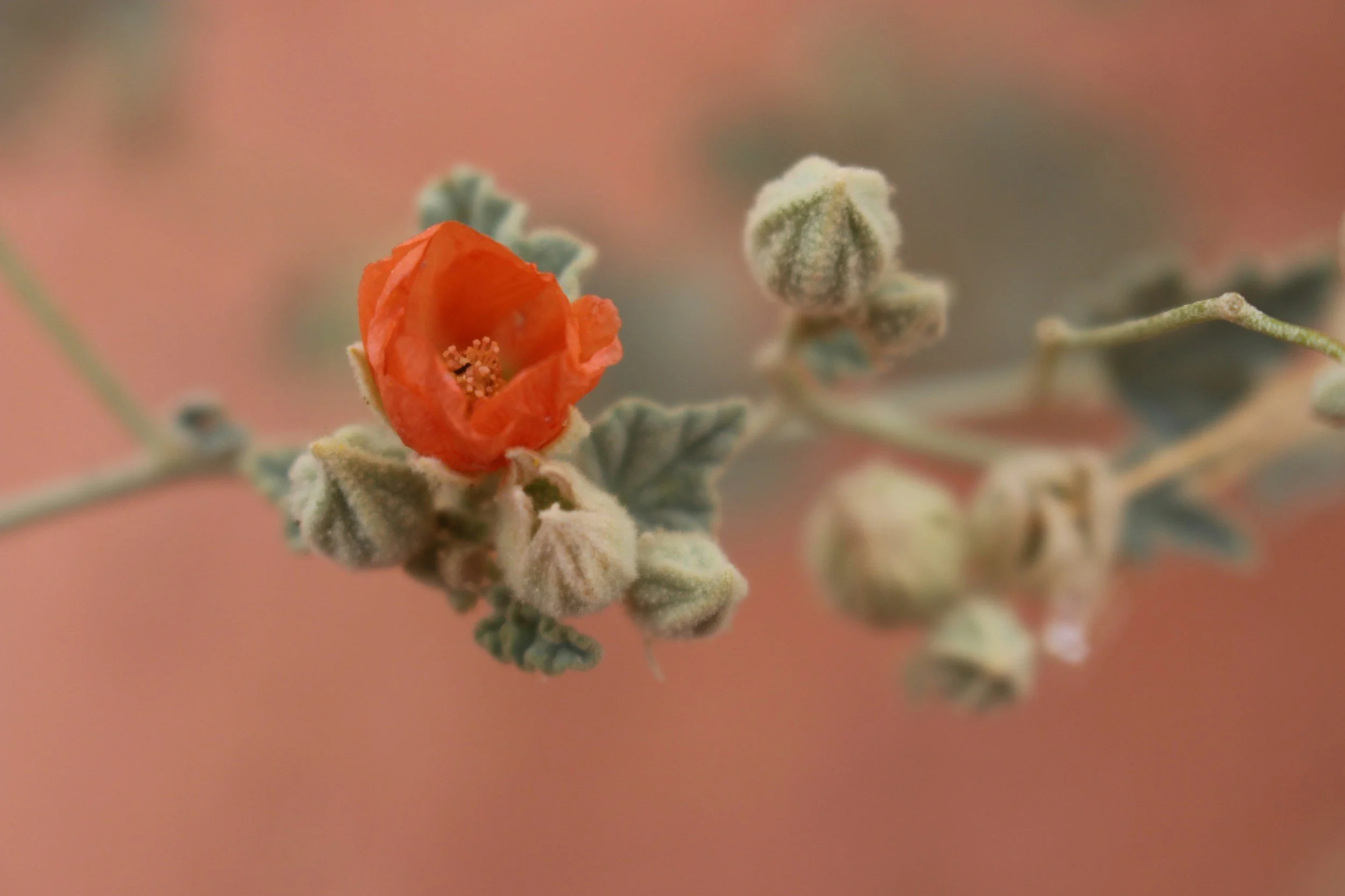 A close-up of a small orange flower blooming on a plant with fuzzy grayish-green leaves and multiple buds against a blurred peach background.