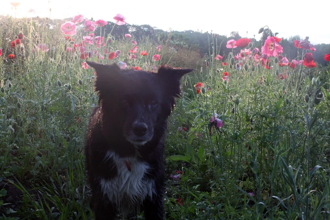tess_poppies.jpg