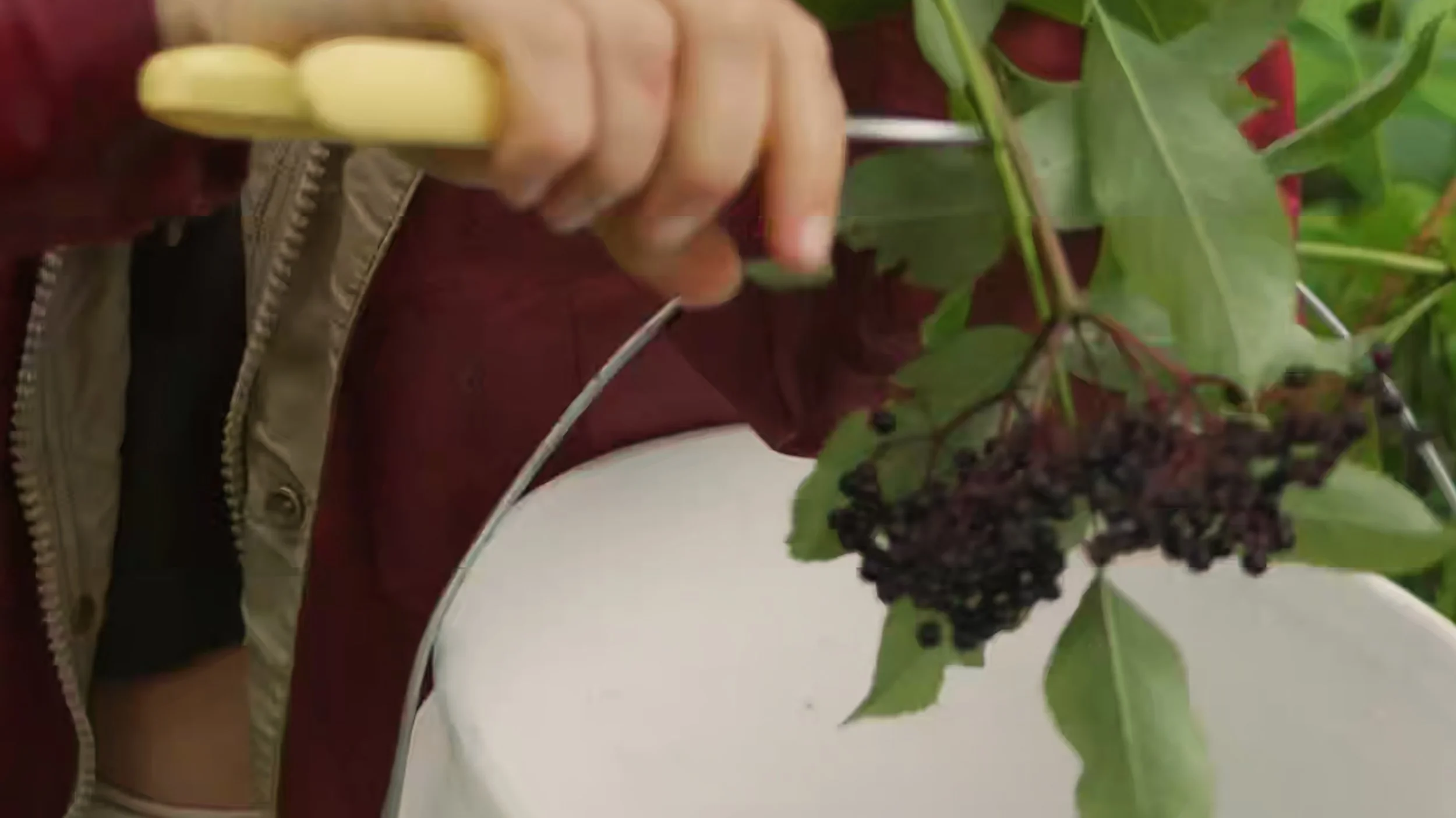 Wild Elderberry Harvest &amp; Pie