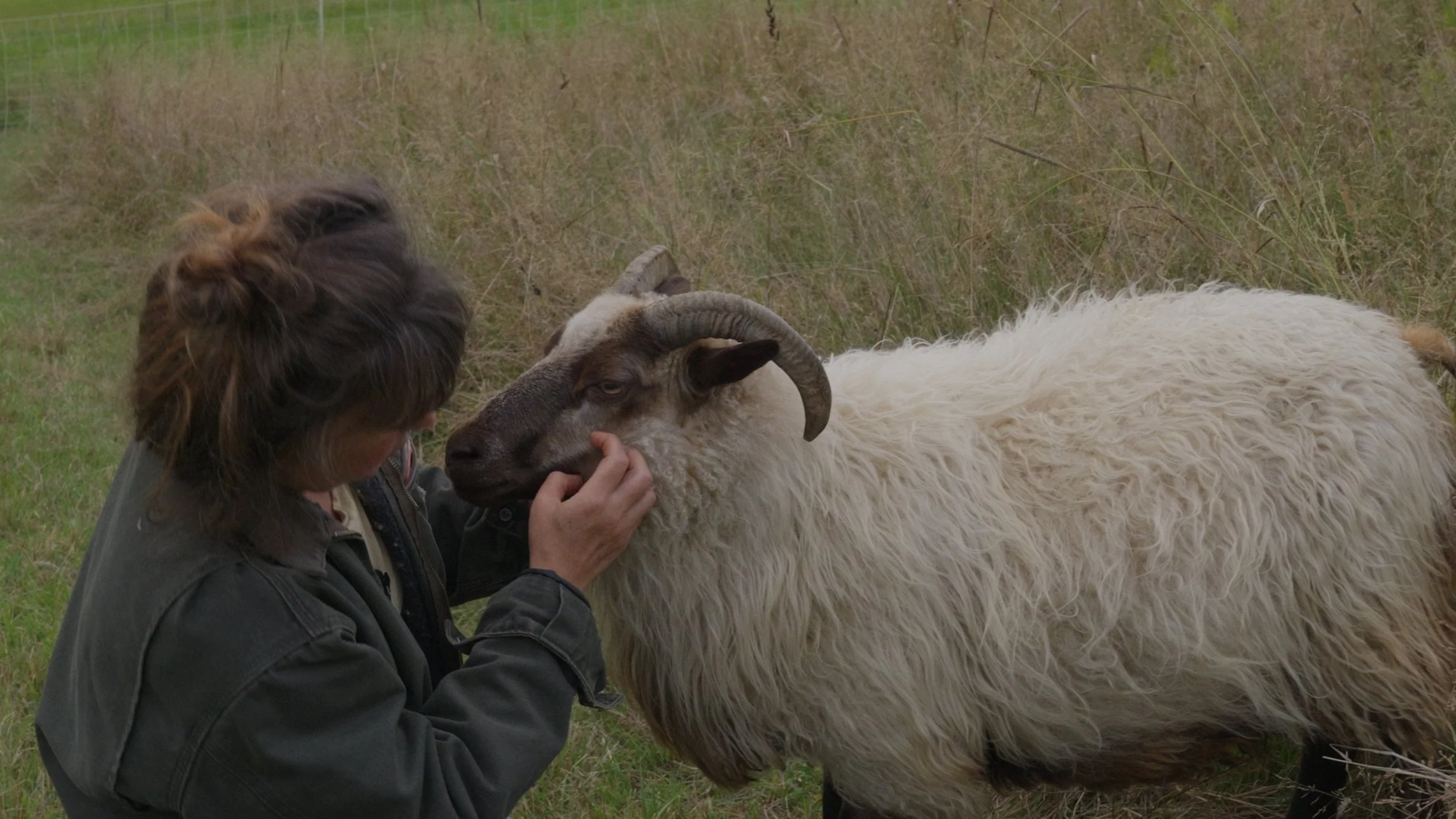 Evening Chores with Sheep and Maremmas