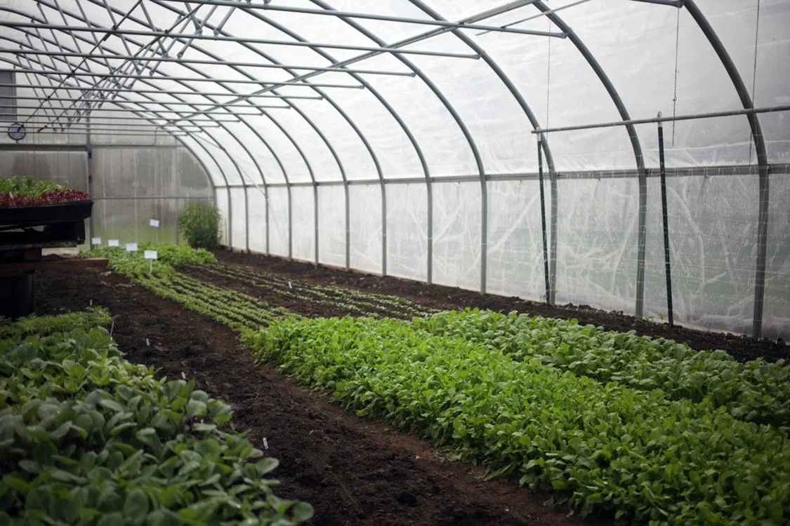 greenhouse-greens.jpg