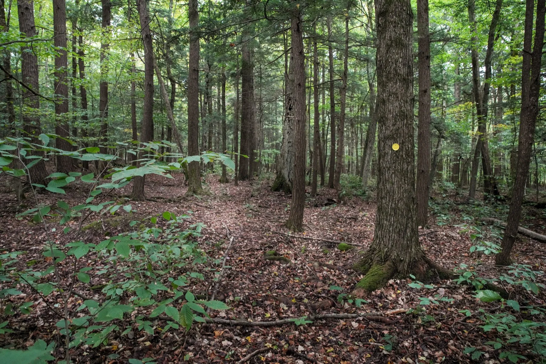 Mohawk Hudson Land Conservancy Protects 105-acre Worlds End Farm