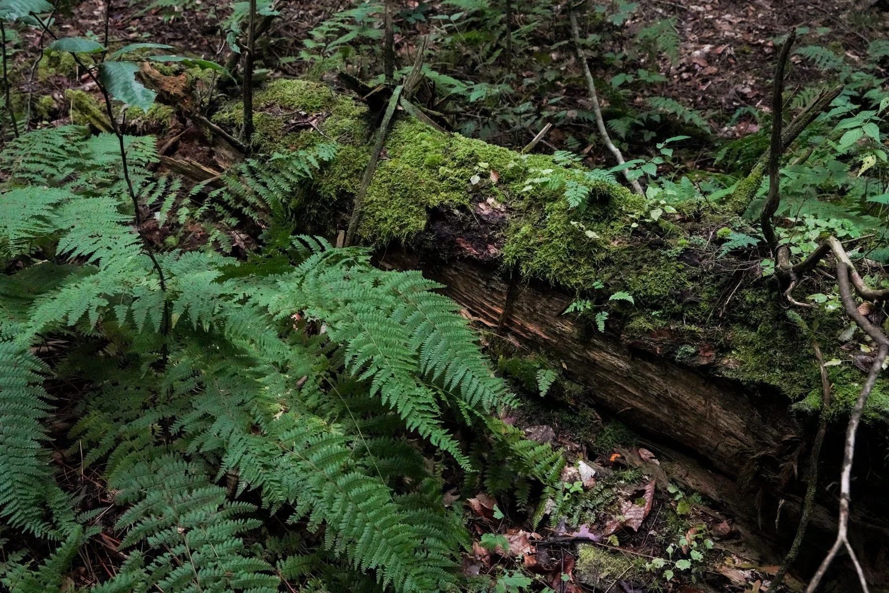 2023_saipua-04490 copy.jpg