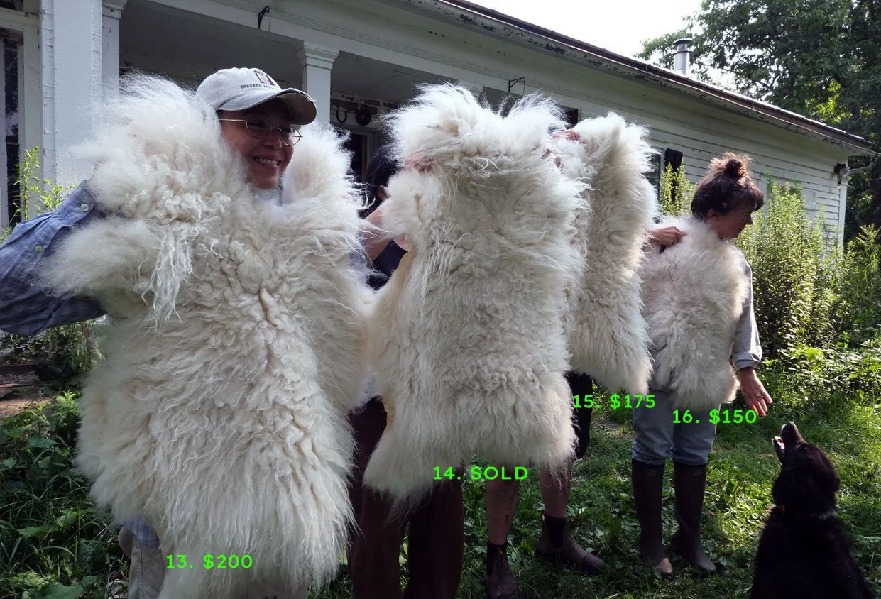2026-Sheep-Pelts-13-16.jpg