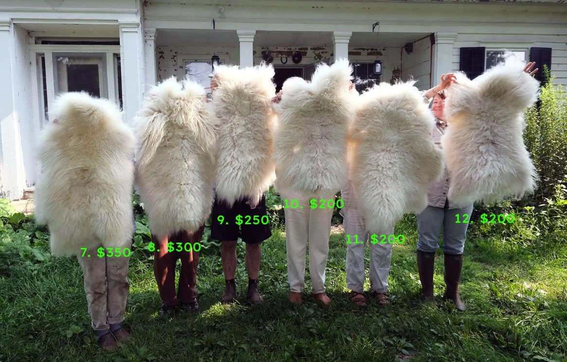 2026-Sheep-Pelts-7-12.jpg