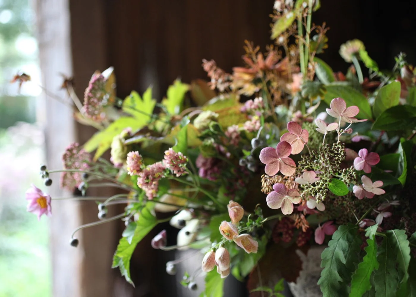 backlit hydrangea.jpg