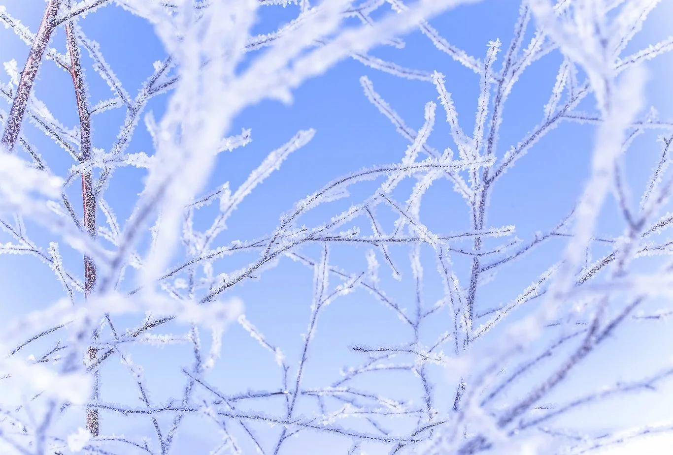 Close-up of tree branches covered in frost against a clear blue sky.