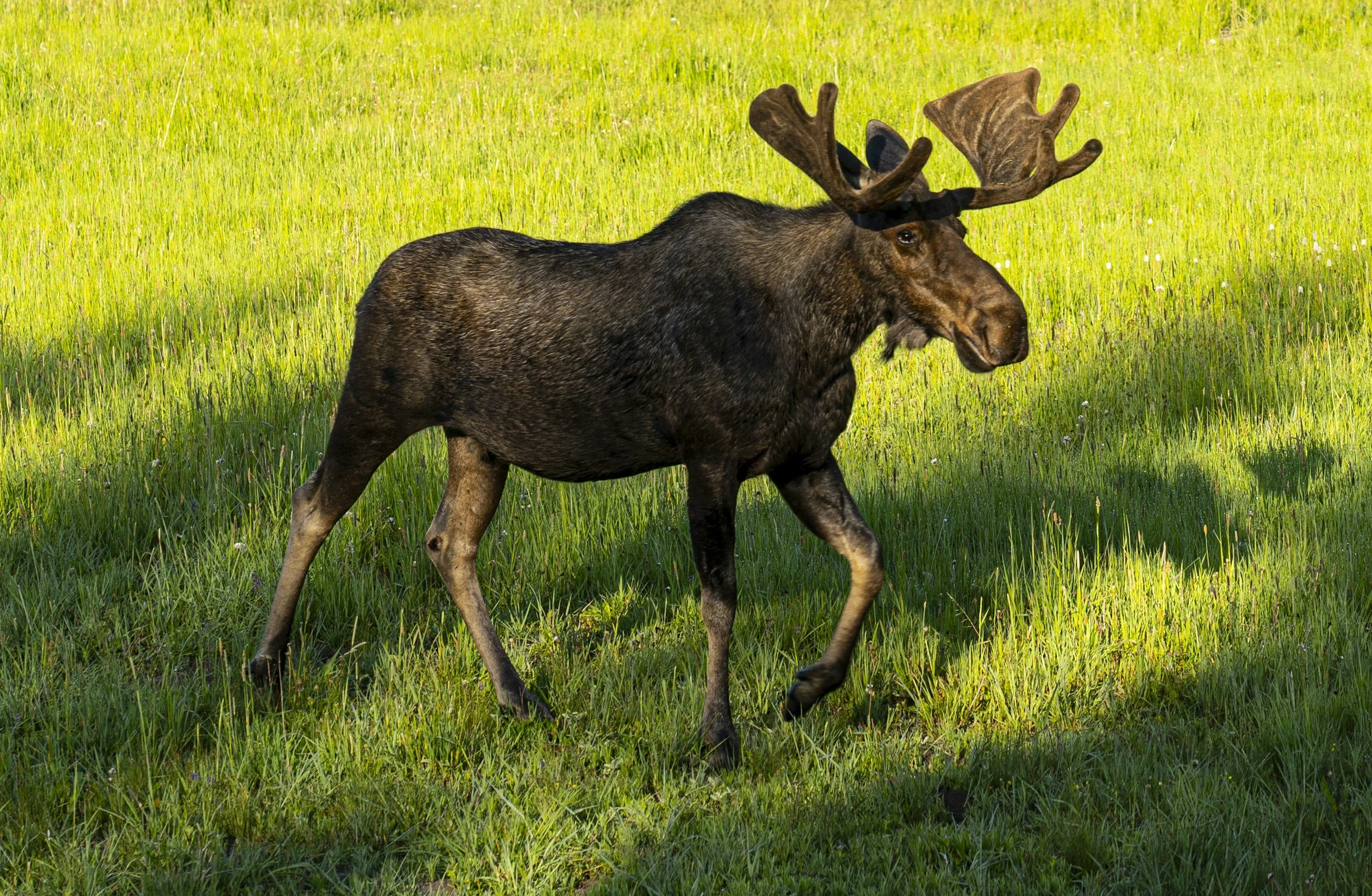 A moose walking on green grass with sunlight and shadows.