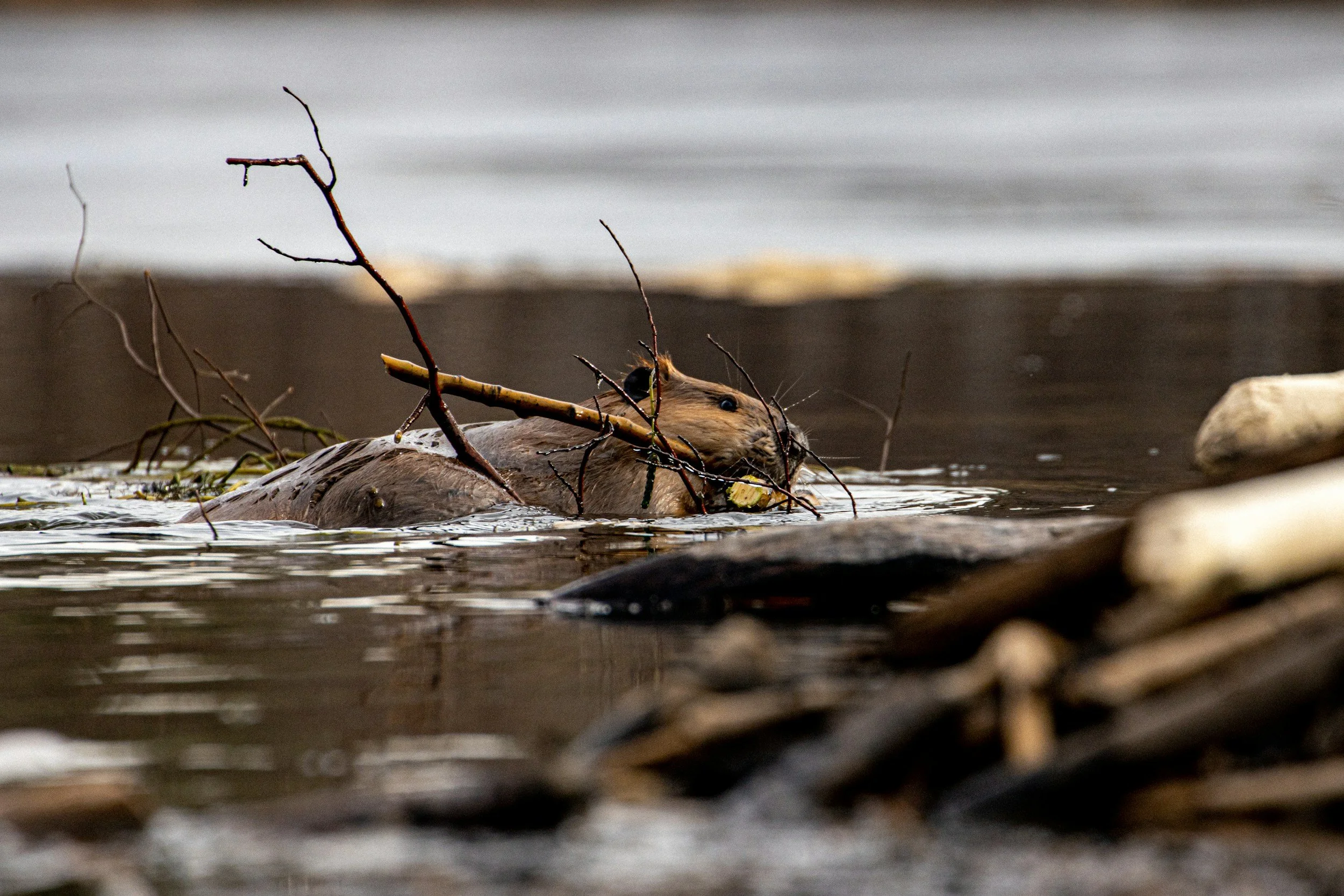 Beaver swimming in a river with branches and rocks.
