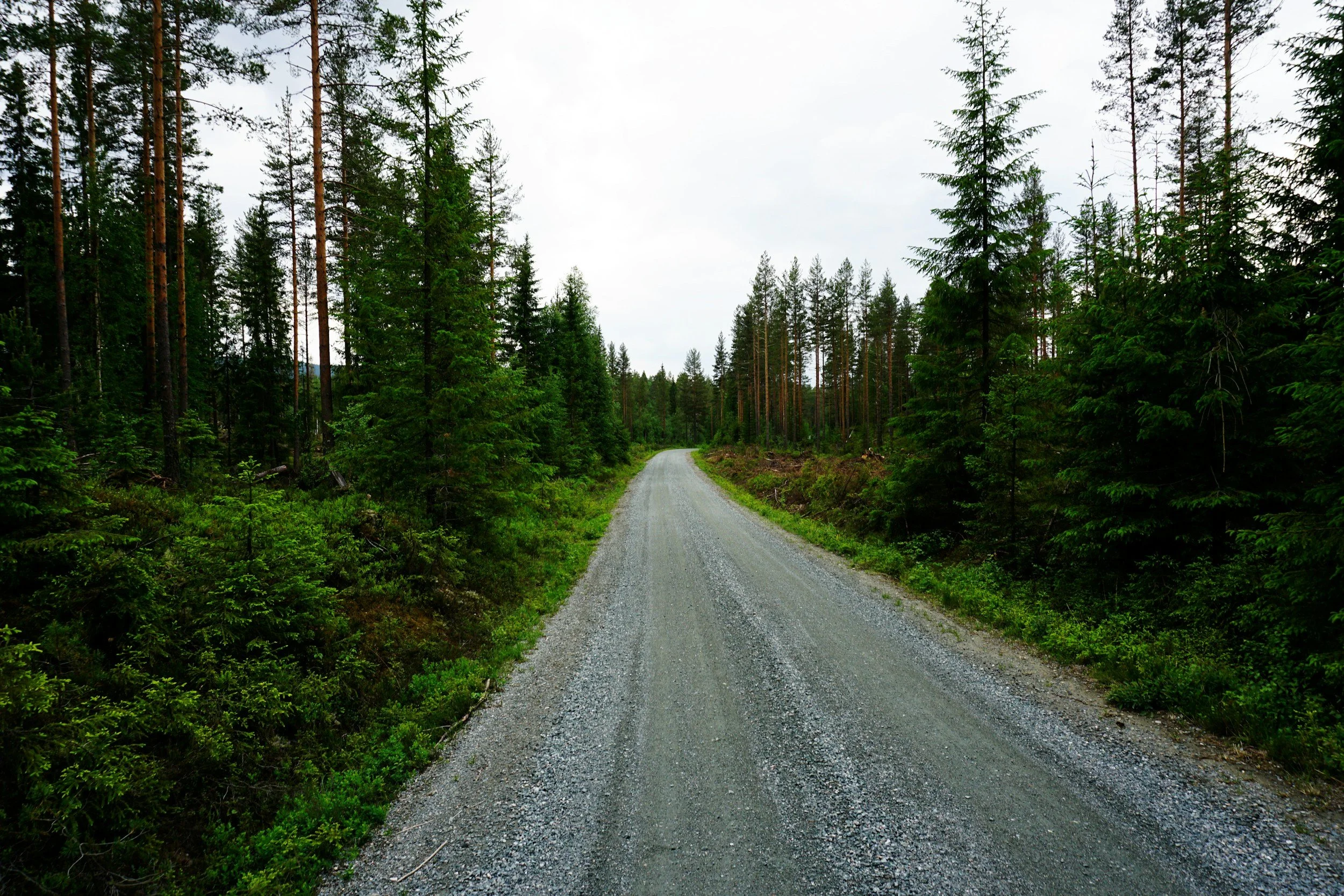 Gravel road winding through a dense forest of tall green pine trees under a cloudy sky.