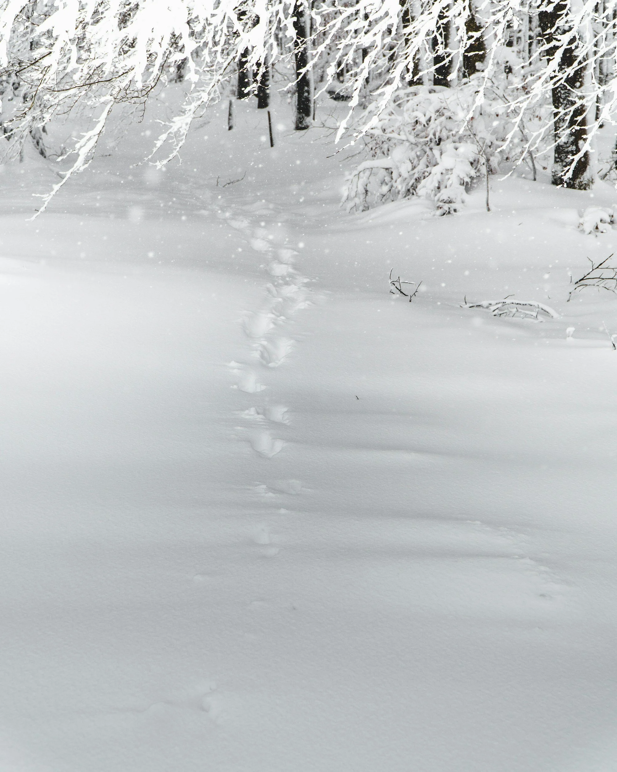Snow-covered forest with animal tracks in the snow, snow falling, and snow-laden trees.
