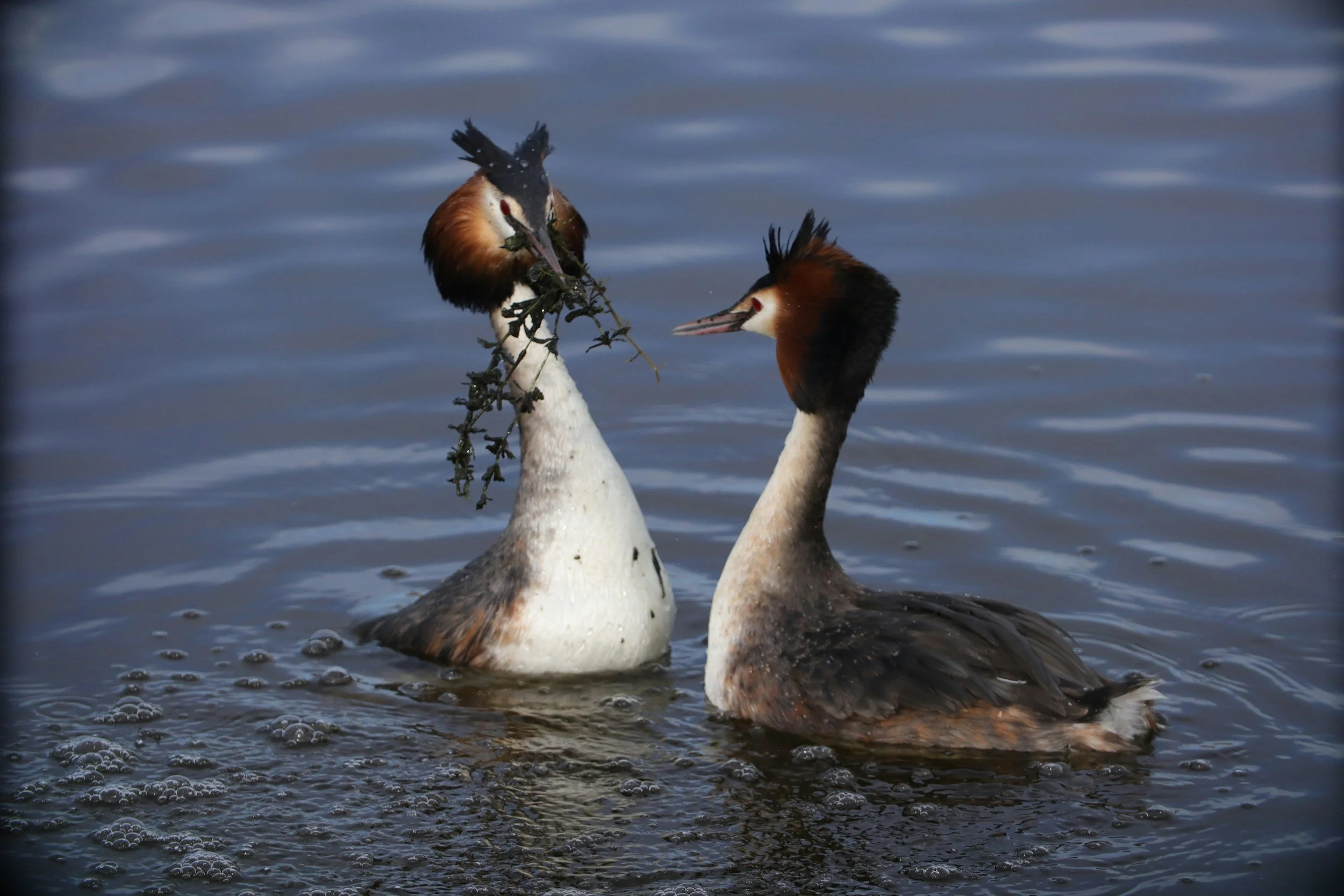Great Crested Grebe