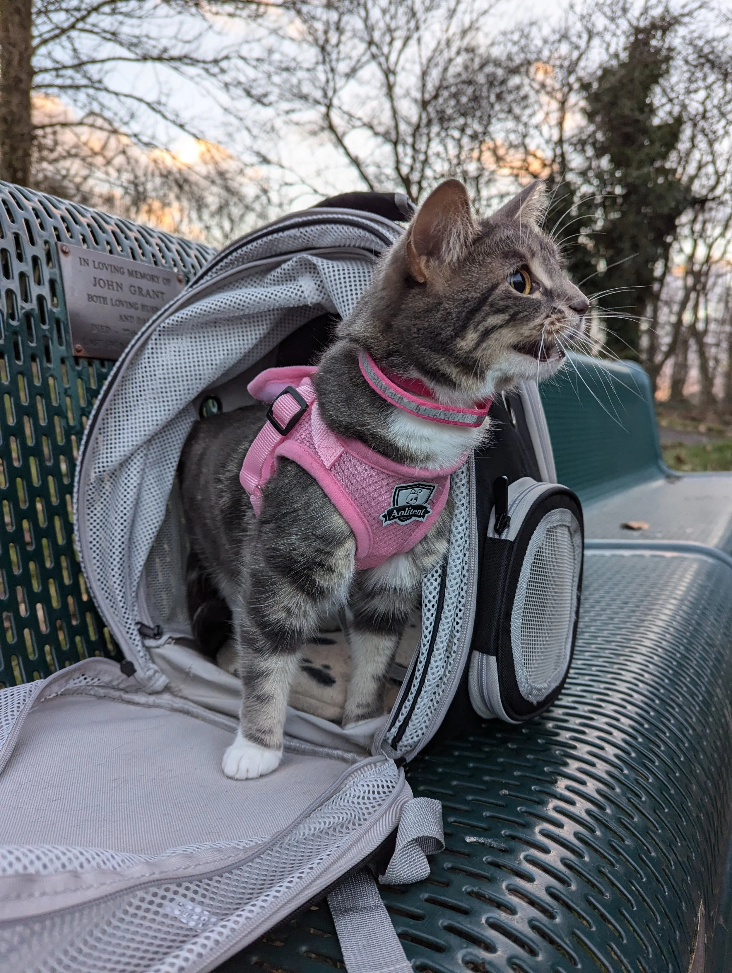 A gray and black striped cat with white paws, wearing a pink harness, standing in a pet backpack on a park bench with trees in the background.