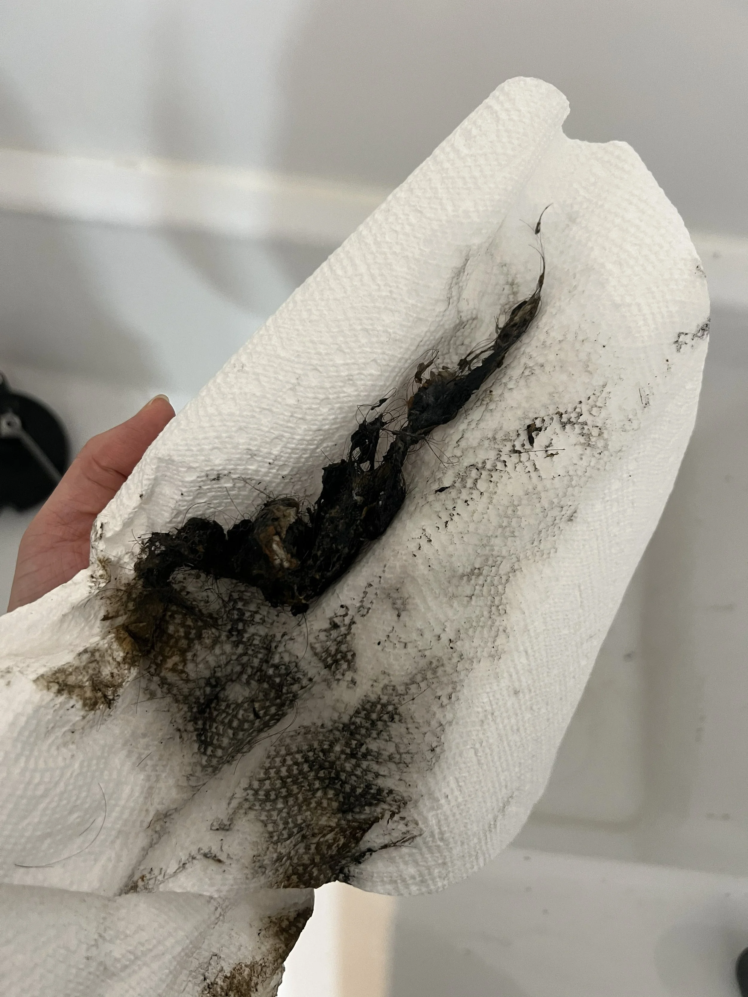 A hand holding a piece of paper towel with charred, burnt debris on it, including what appears to be a small, damaged animal or organic matter.