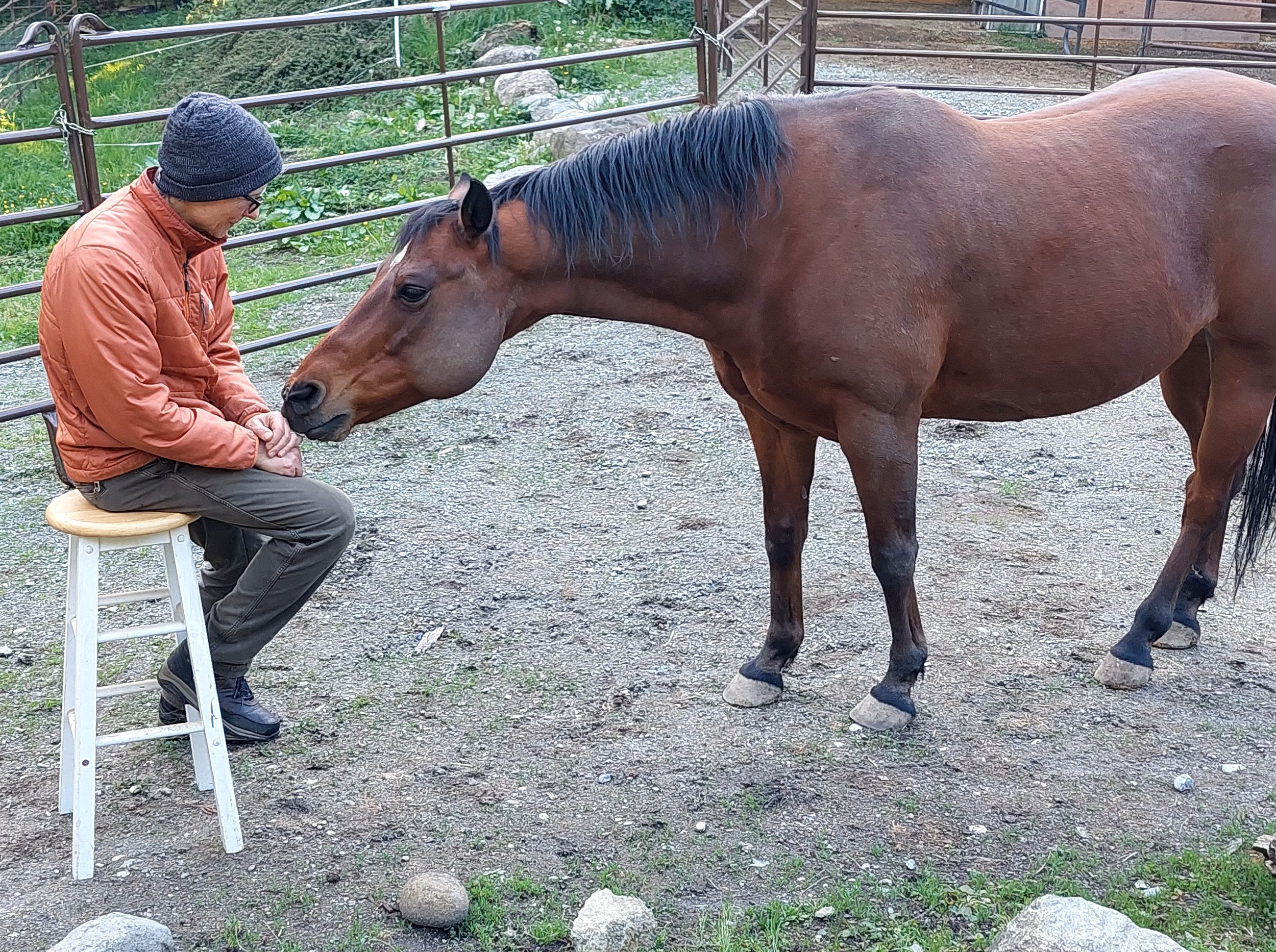 A man in an orange jacket and gray beanie sitting on a stool, interacting with a brown horse in a fenced area.