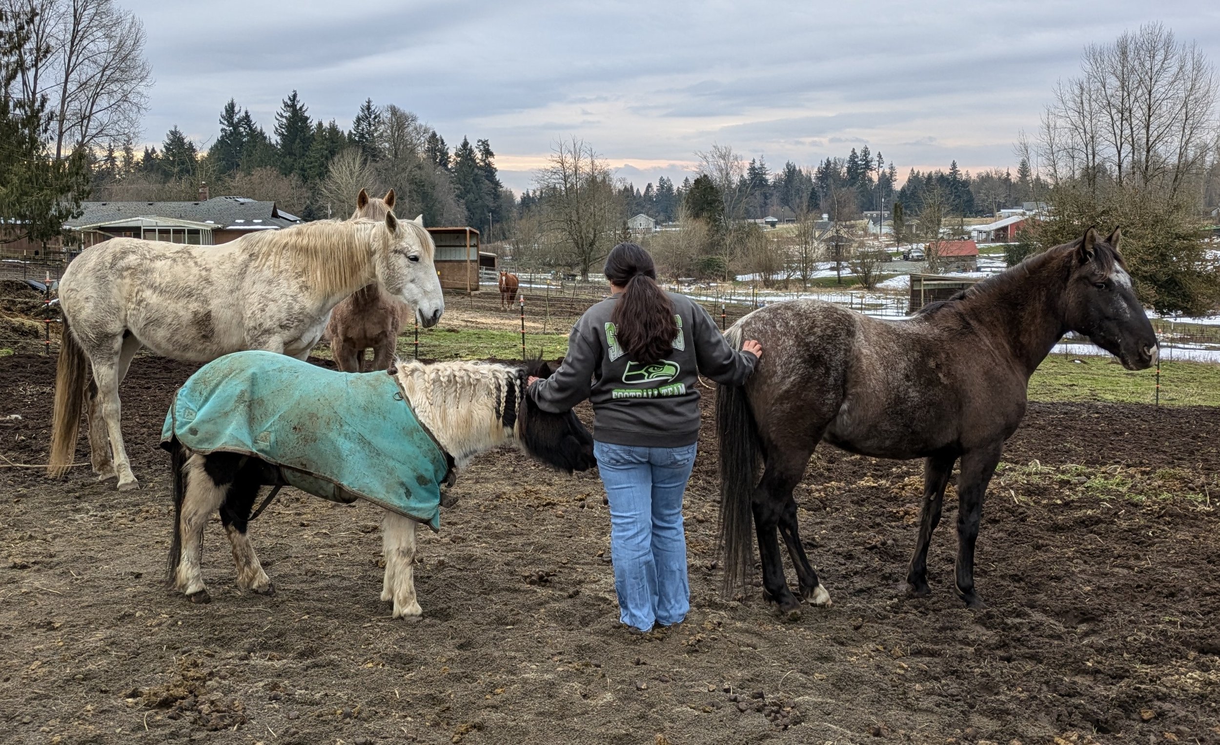 A person in a gray sweatshirt with a Seattle Seahawks logo stands in a muddy field petting three horses. One horse wears a blue blanket.