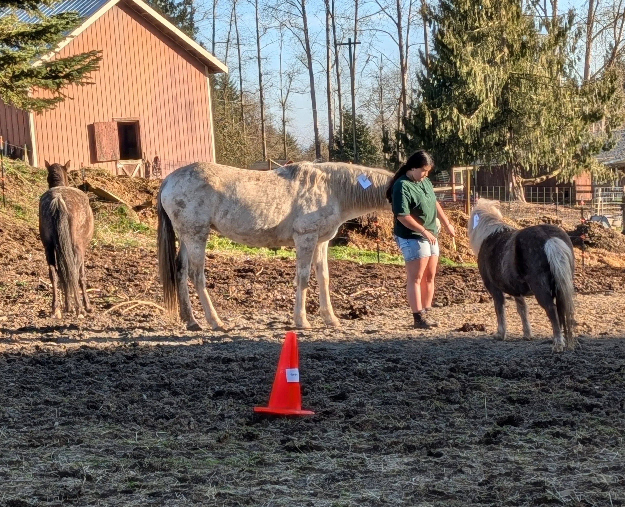 Person interacting with horses and ponies on a farm, with a red barn in the background.