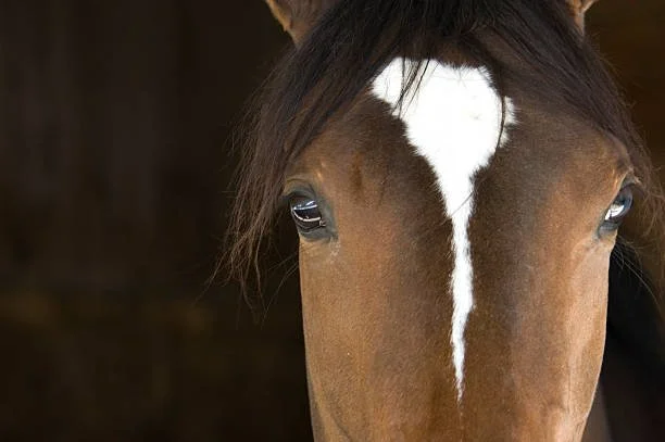 Close-up of horse's face with a white blaze marking between dark eyes.