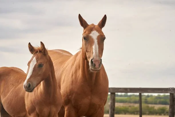 Two brown horses standing in a field with a wooden fence and cloudy sky in the background.