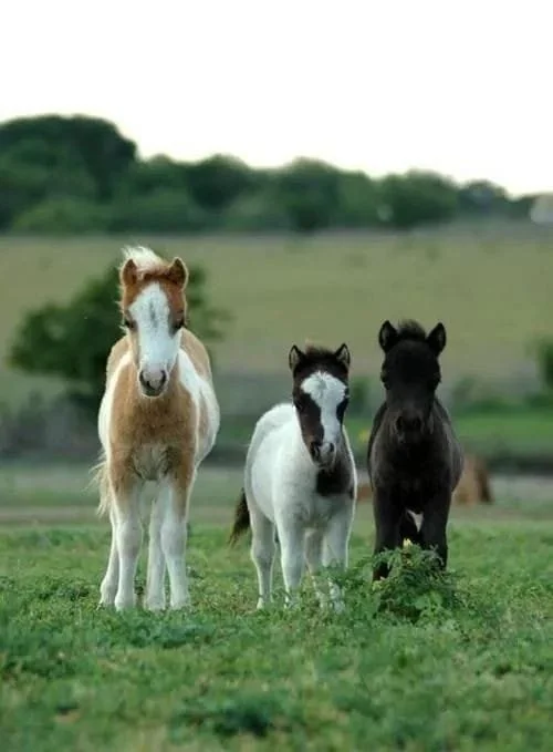 Three miniature horses standing on grass with a field and trees in the background.