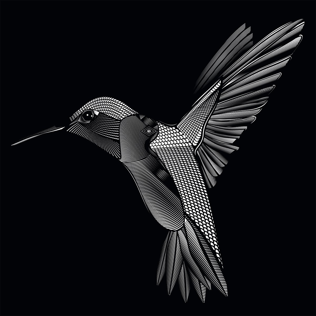 The Hopeful Hummingbird (White on Black)