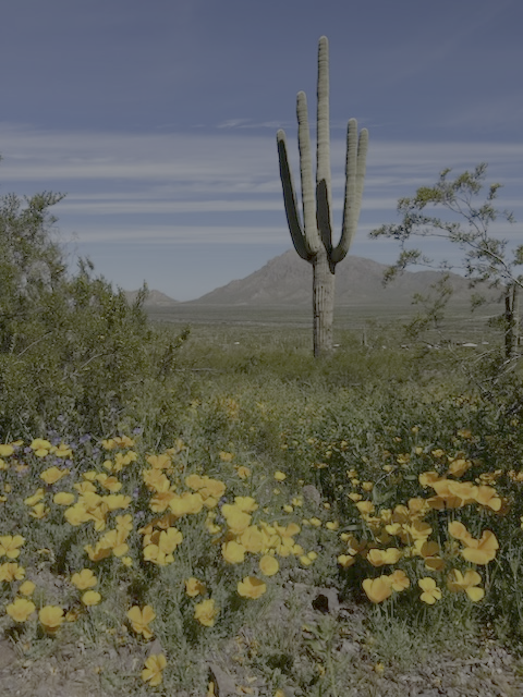 Desert landscape with a large saguaro cactus, yellow wildflowers, green shrubs, mountains in the background, and a partly cloudy sky.