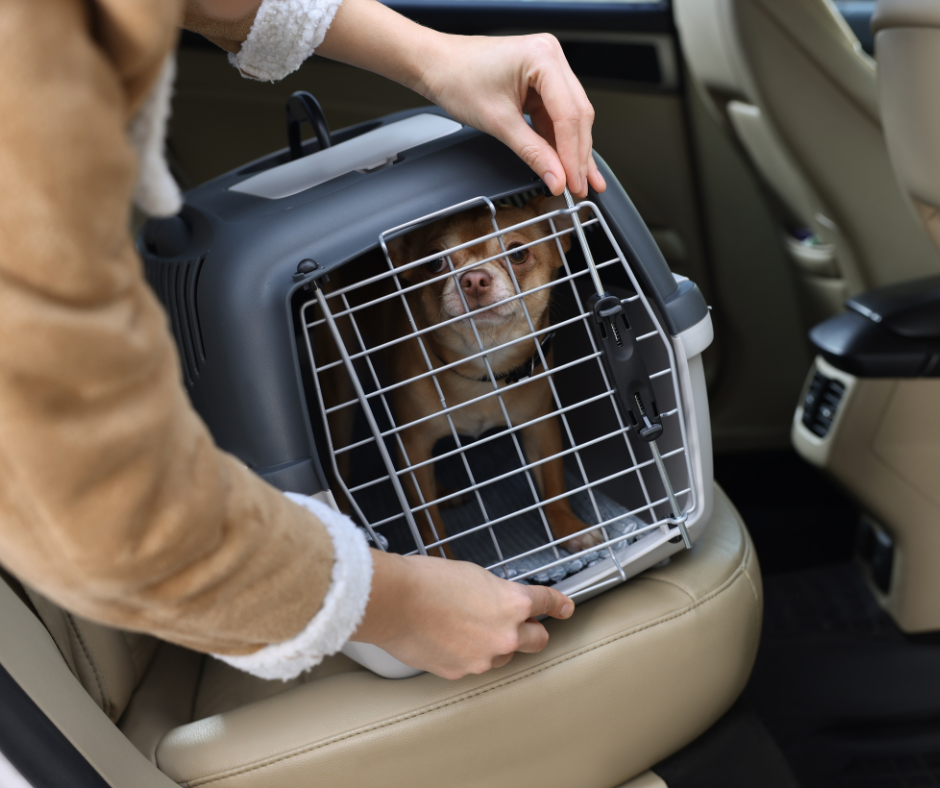A person placing a brown dog into a pet carrier inside a car's back seat.