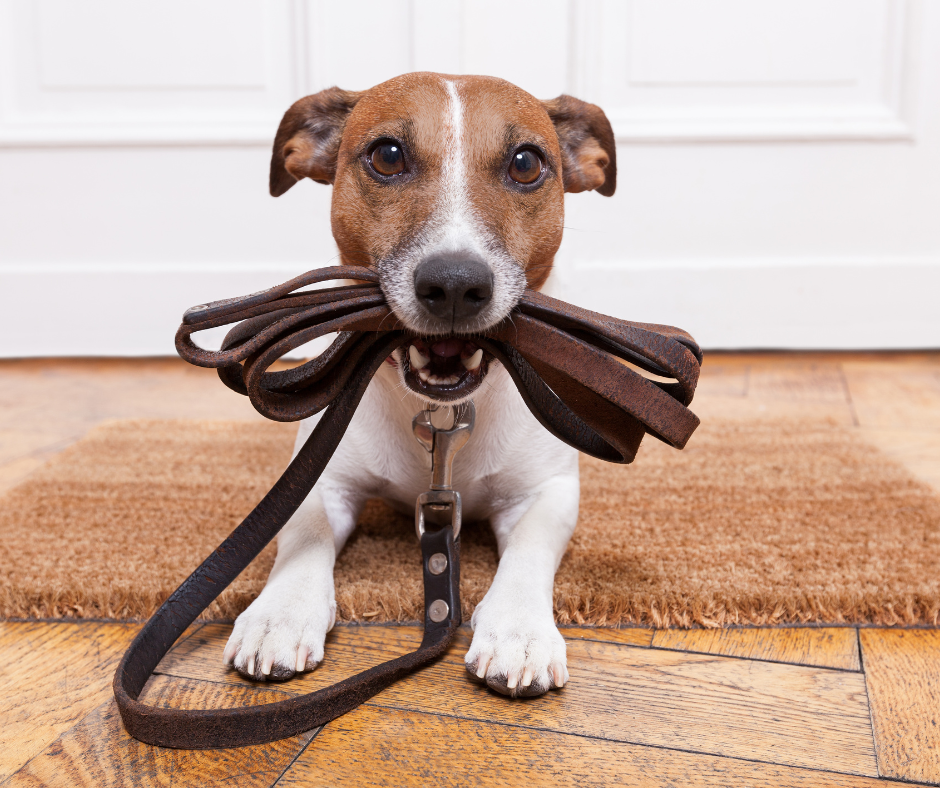 A small brown and white dog holding a leather leash in its mouth while sitting on a hardwood floor with a doormat behind it.