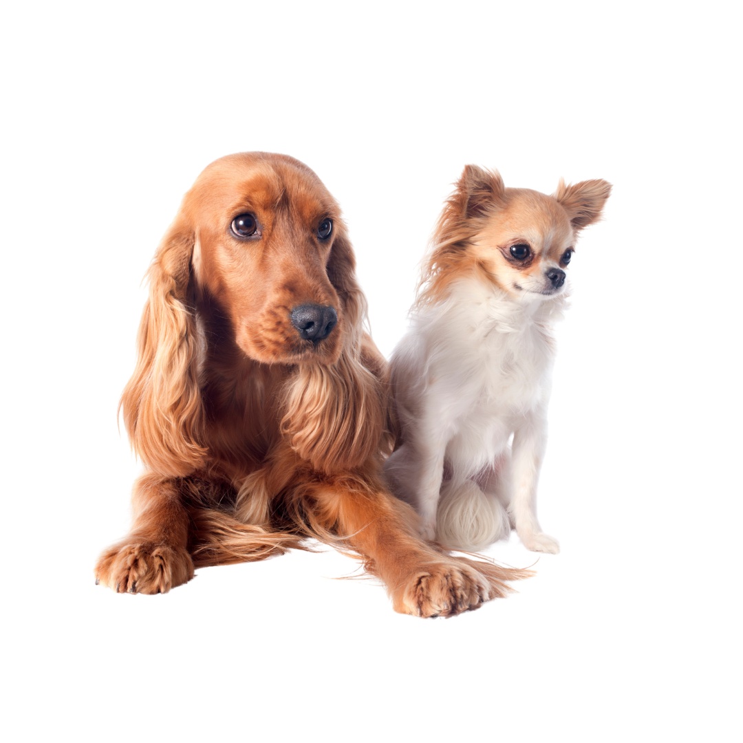 Two small dogs, a long-haired brown dachshund lying down and a small white and tan Chihuahua sitting next to each other on a plain background.