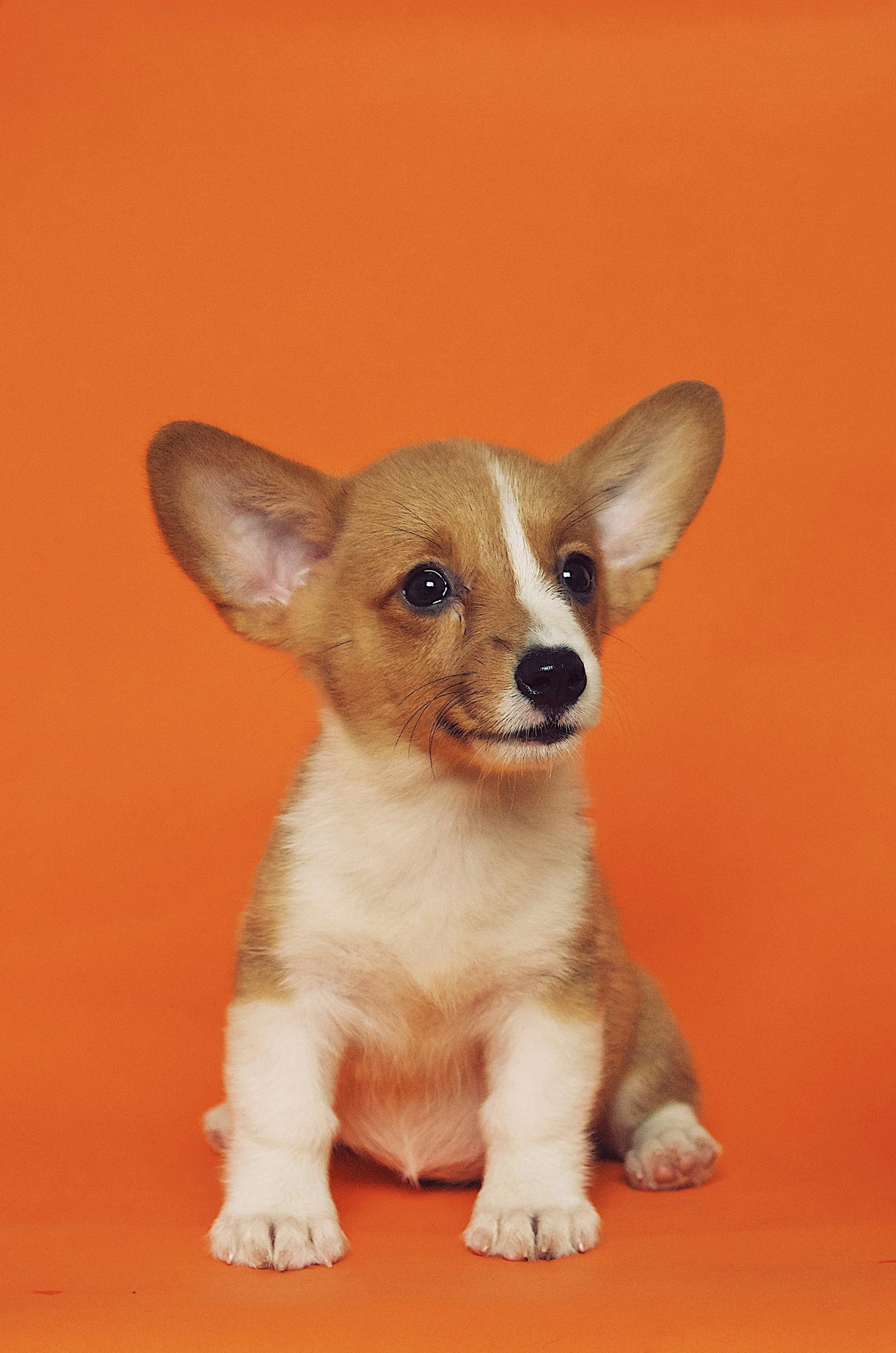 A cute puppy with large ears and a white and tan coat, sitting against an orange background.