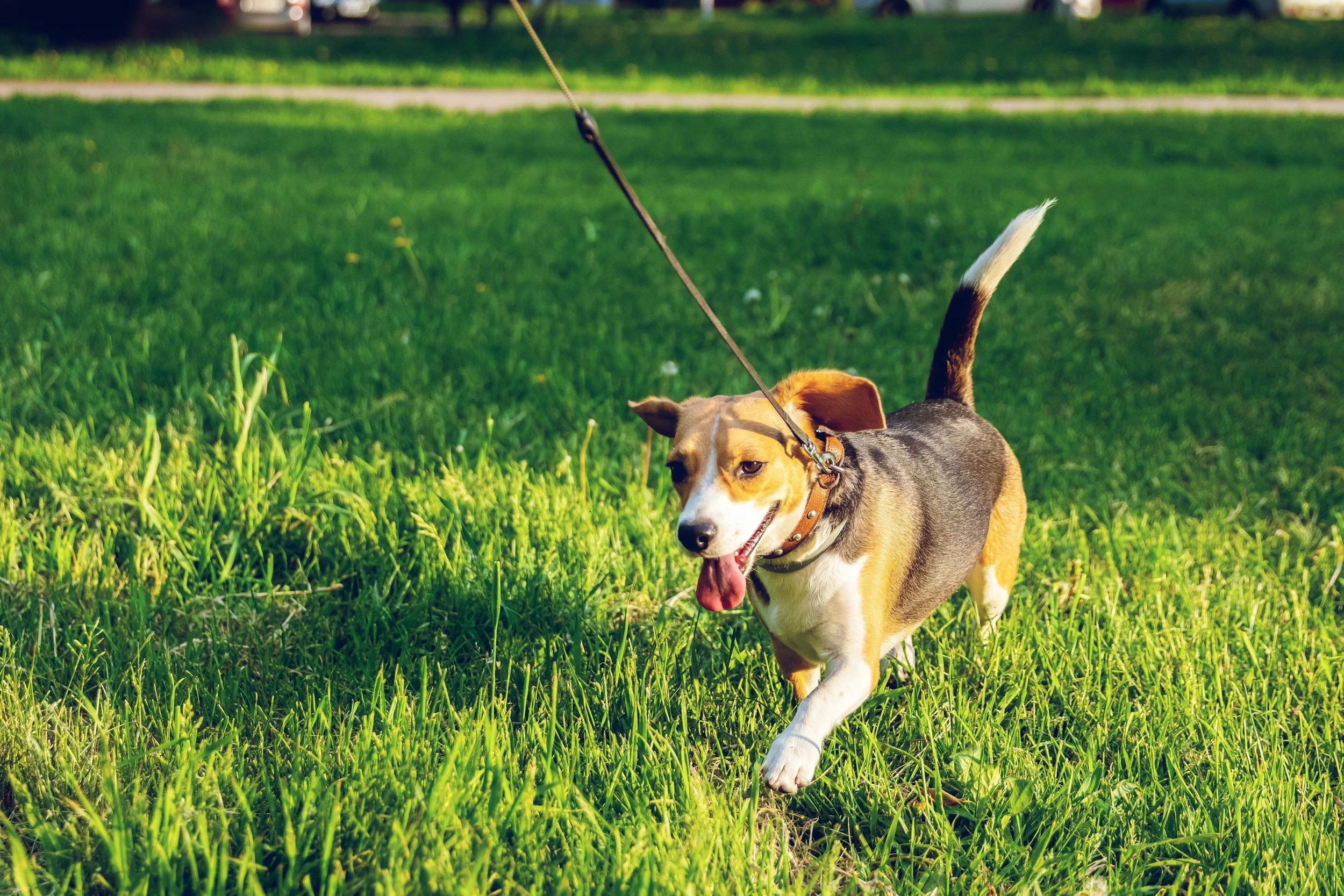 Better Leash Behavior for Dogs