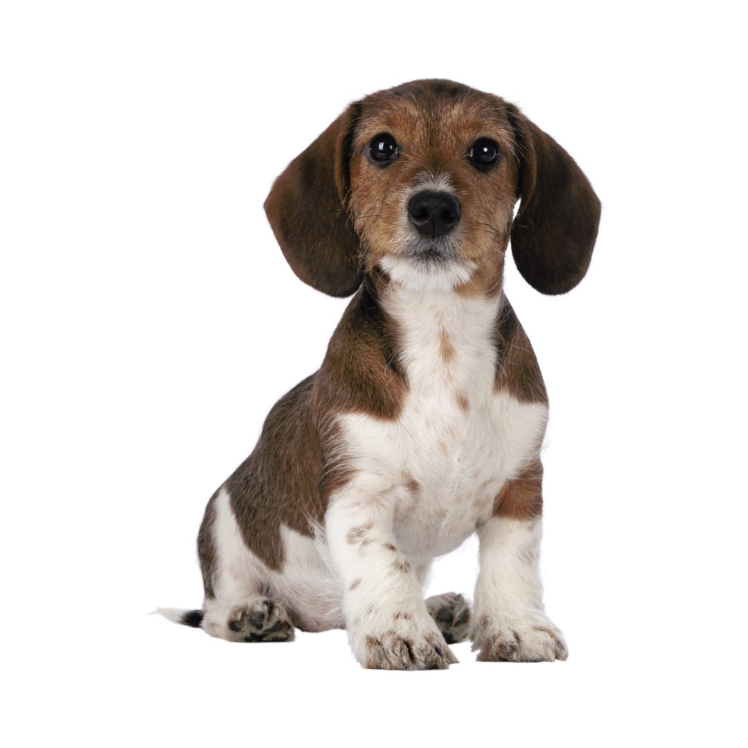 Adorable brown and white Dachshund puppy with floppy ears sitting and looking at the camera.