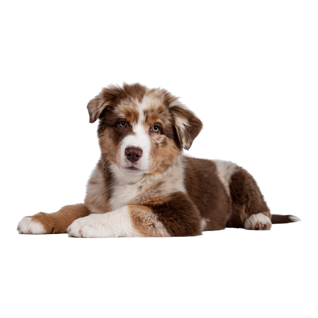 A cute Australian Shepherd puppy with brown, white, and merle fur lying down, looking at the camera.