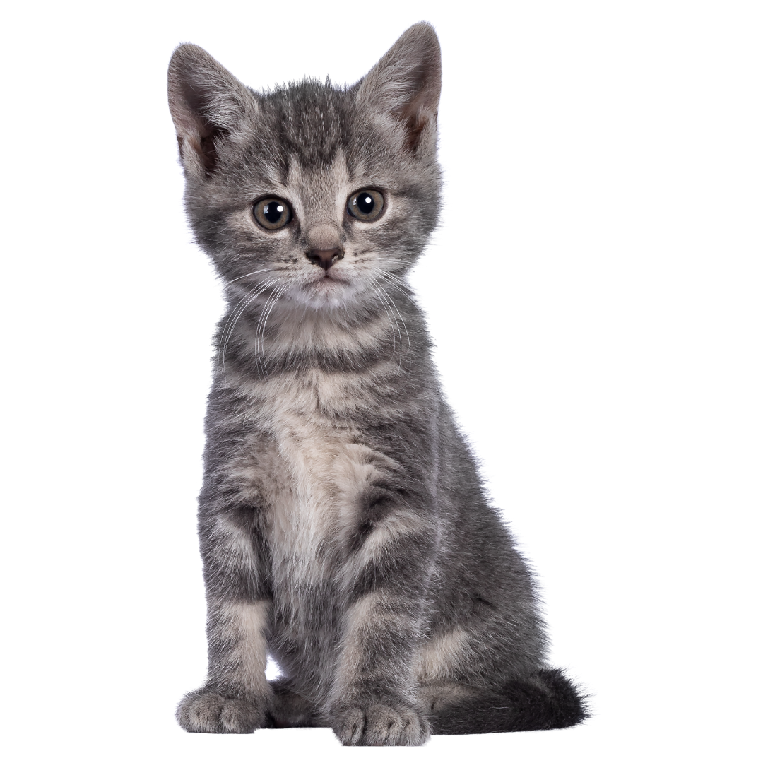 A gray tabby kitten sitting and looking at the camera.