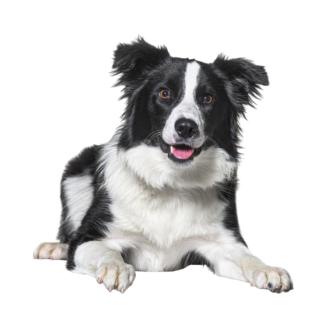 A Border Collie dog laying down and looking excited with its mouth slightly open.