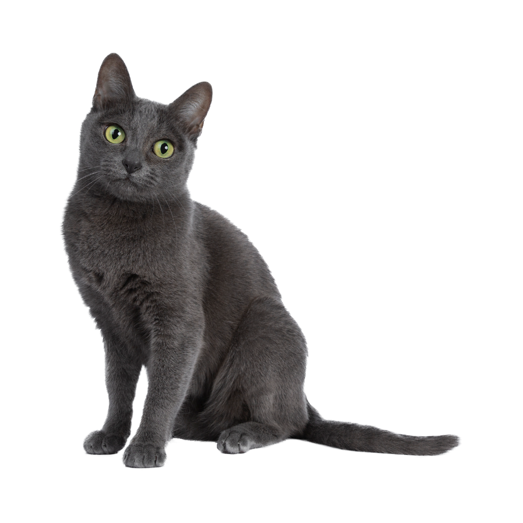 Gray cat with yellow-green eyes sitting on a white surface, looking at the camera.