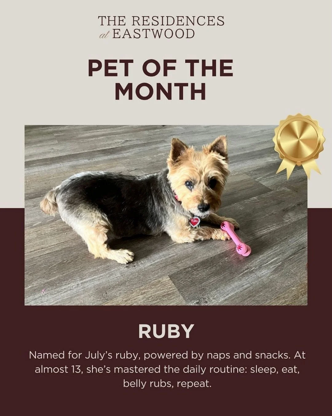 Meet Ruby 🐾✨

Almost 13 years young, ridiculously cute, and fully committed to naps, snacks, and belly rubs. 

Named for July&rsquo;s ruby, but honestly she&rsquo;s the real gem&mdash;tiny, fluffy, and impossible not to adore.

Eastwood resident sin