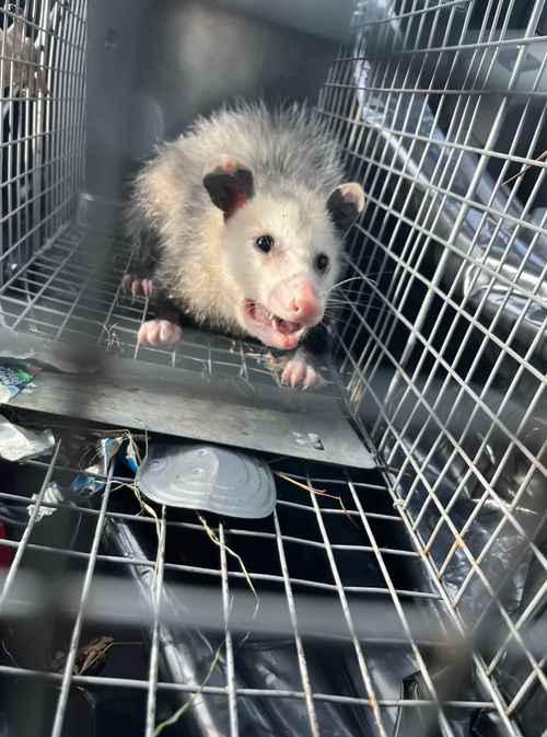 Opossum removal Cary NC