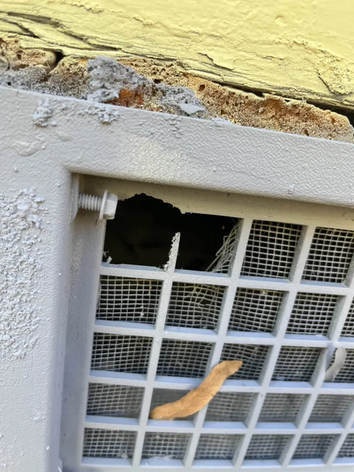 Mouse removal Durham NC