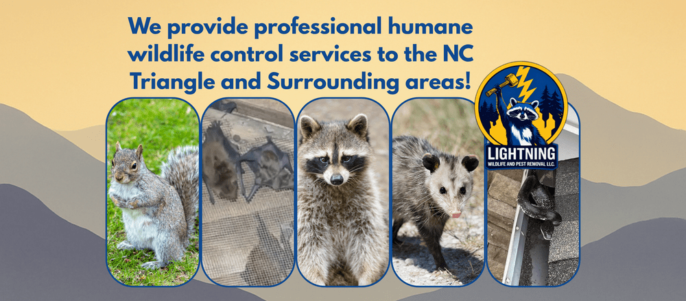 Lightning Wildlife serves NC Triangle