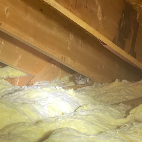 Flying squirrel removal NC Triangle