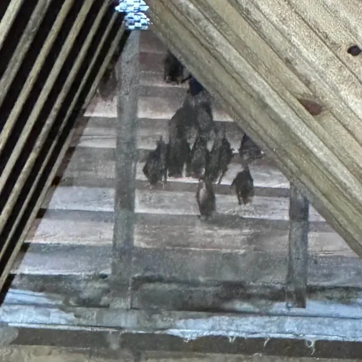 Bats in attic