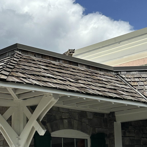 Raccoon removal Raleigh NC