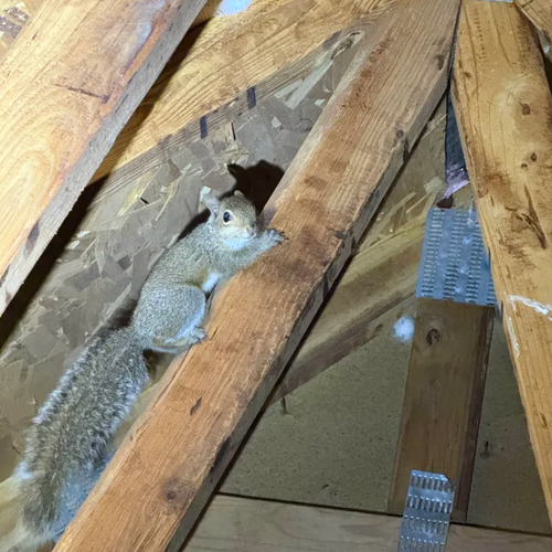 Squirrel removal Chapel Hill NC