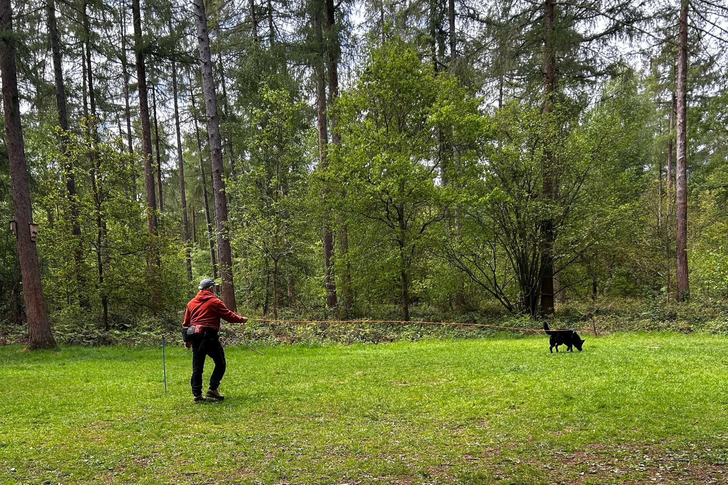 Mantrailing in Wakerley Woods German shepherd