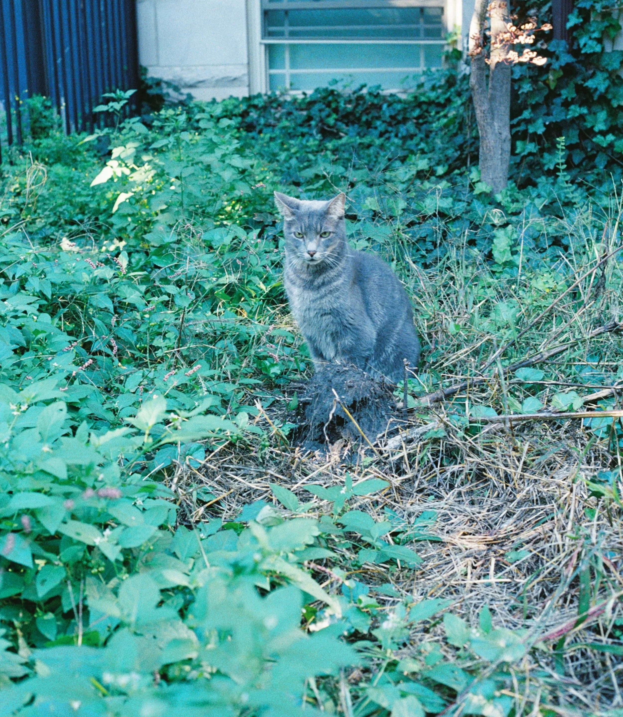 12.+Random+Cat+on+Apple+Fest+Day_%231.jpg