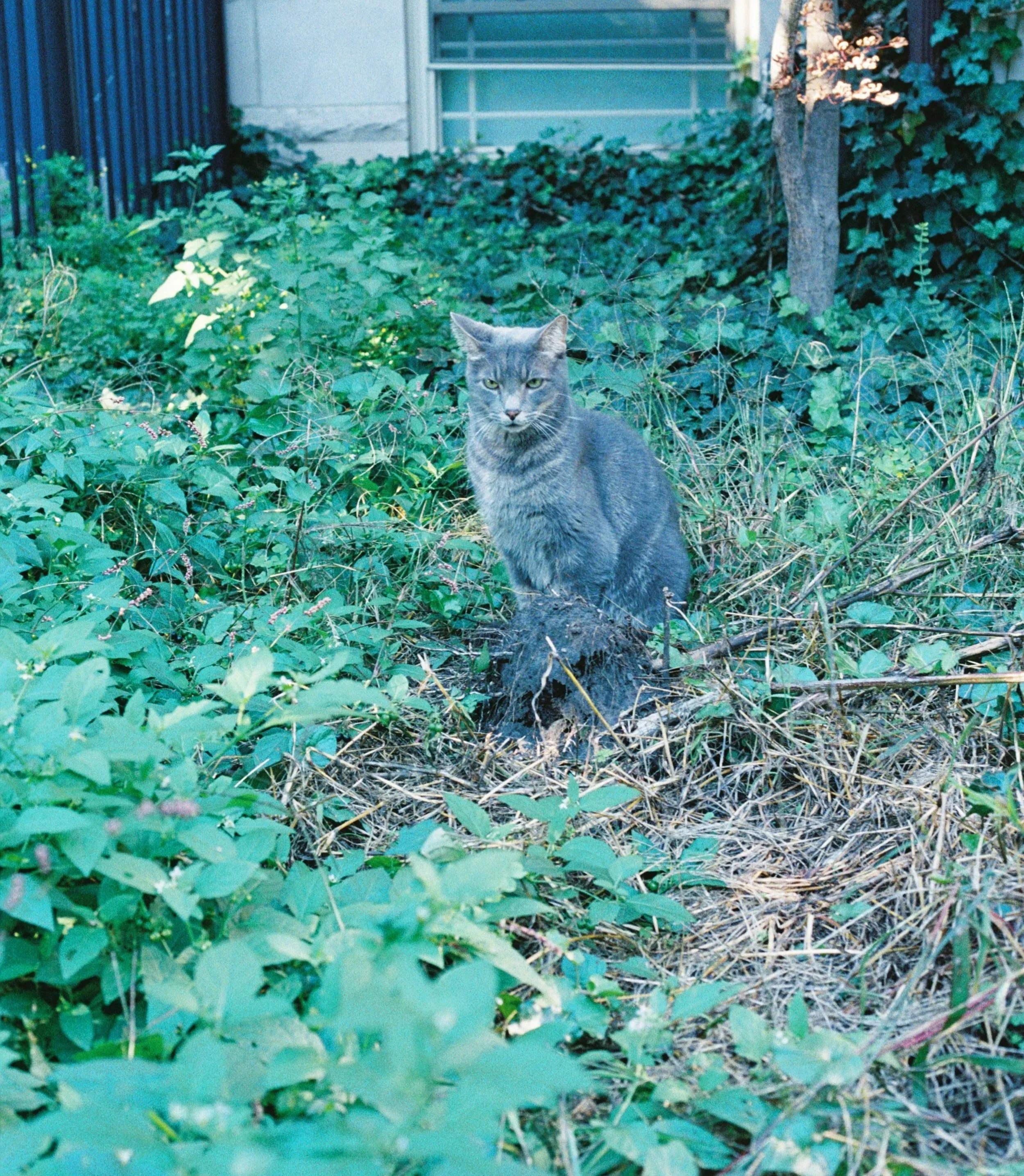 12.+Random+Cat+on+Apple+Fest+Day_%231.jpg